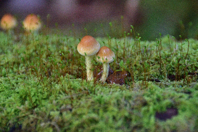 15 10 16_1903_edited-1.jpg - BLACKWATER, NEW FOREST, HANTS - AUTUMN 2016